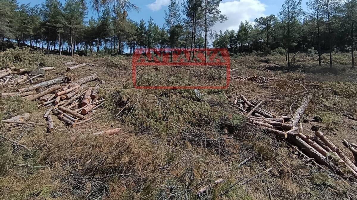 Antakya’nın Serinyol Mahallesi’nde iki hafta önce halkın tepkisiyle durdurulan ağaç