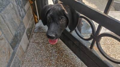 Hatay’ın Arsuz ilçesine bağlı Gözcüler Mahallesi’nde bir evin bahçe kapısında