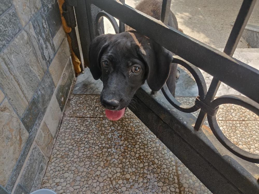 Hatay’ın Arsuz ilçesine bağlı Gözcüler Mahallesi’nde bir evin bahçe kapısında