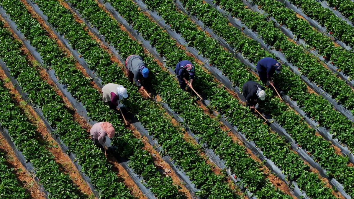 Tarım ve Orman Bakanı İbrahim Yumaklı, 5 milyar 519 milyon