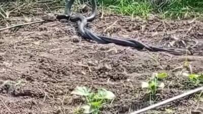 Hatay’ın Dörtyol ilçesinde boş bir arazide çiftleşme ritüeli gerçekleştiren iki