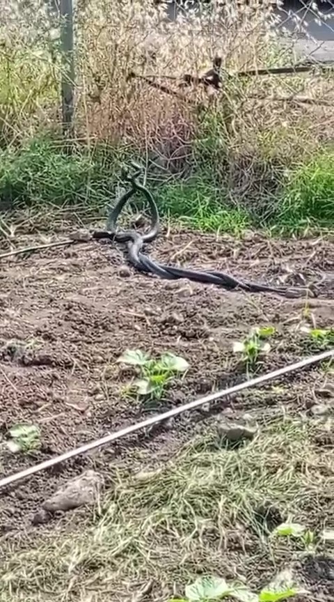 Hatay’ın Dörtyol ilçesinde boş bir arazide çiftleşme ritüeli gerçekleştiren iki