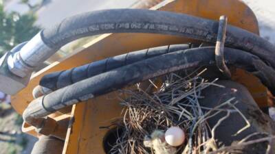 Hataylı hafriyat operatörü Bülent Kuyucu, kepçesinin bomuna yuva yapan kumru