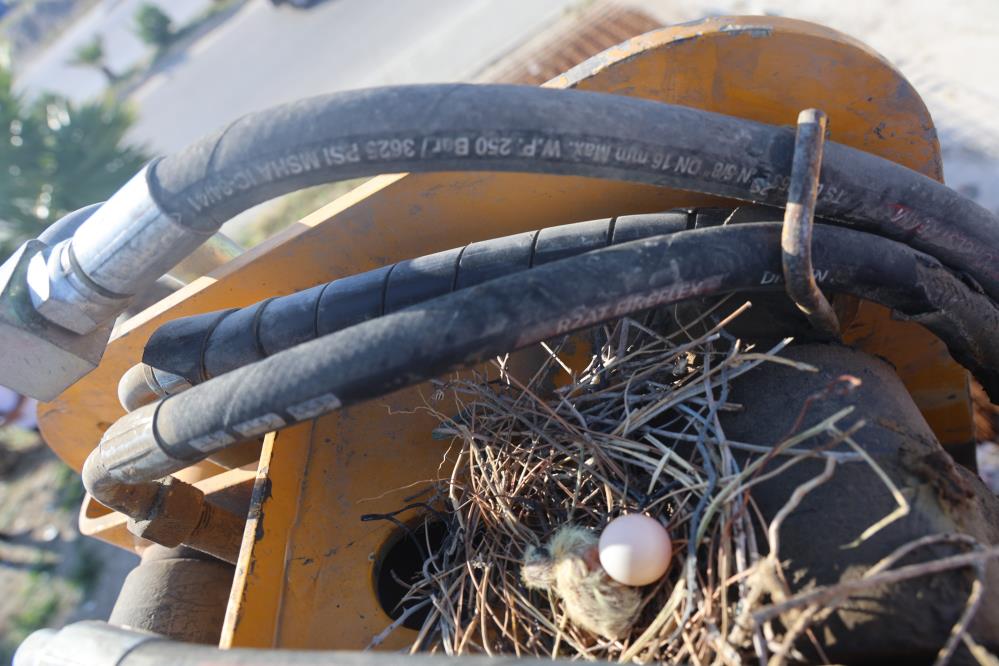 Hataylı hafriyat operatörü Bülent Kuyucu, kepçesinin bomuna yuva yapan kumru