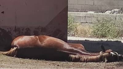 Hatay’ın Kumlu ilçesine bağlı Uzunkavak Mahallesi’nde yaşanan talihsiz bir olayda,