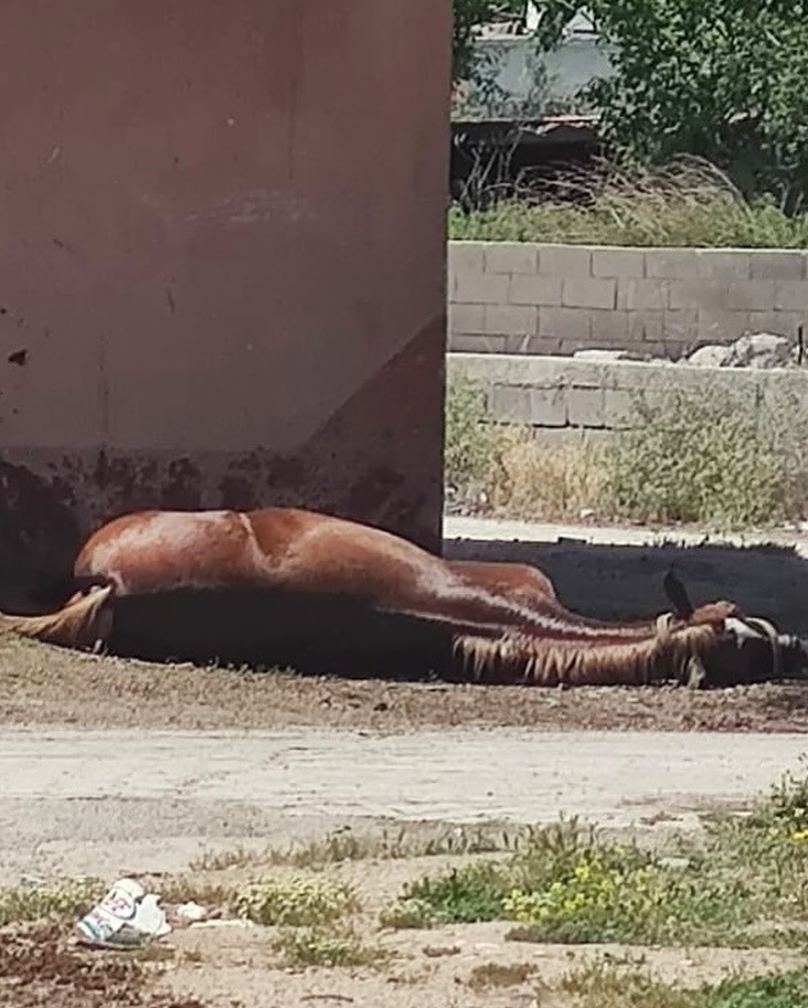 Hatay’ın Kumlu ilçesine bağlı Uzunkavak Mahallesi’nde yaşanan talihsiz bir olayda,