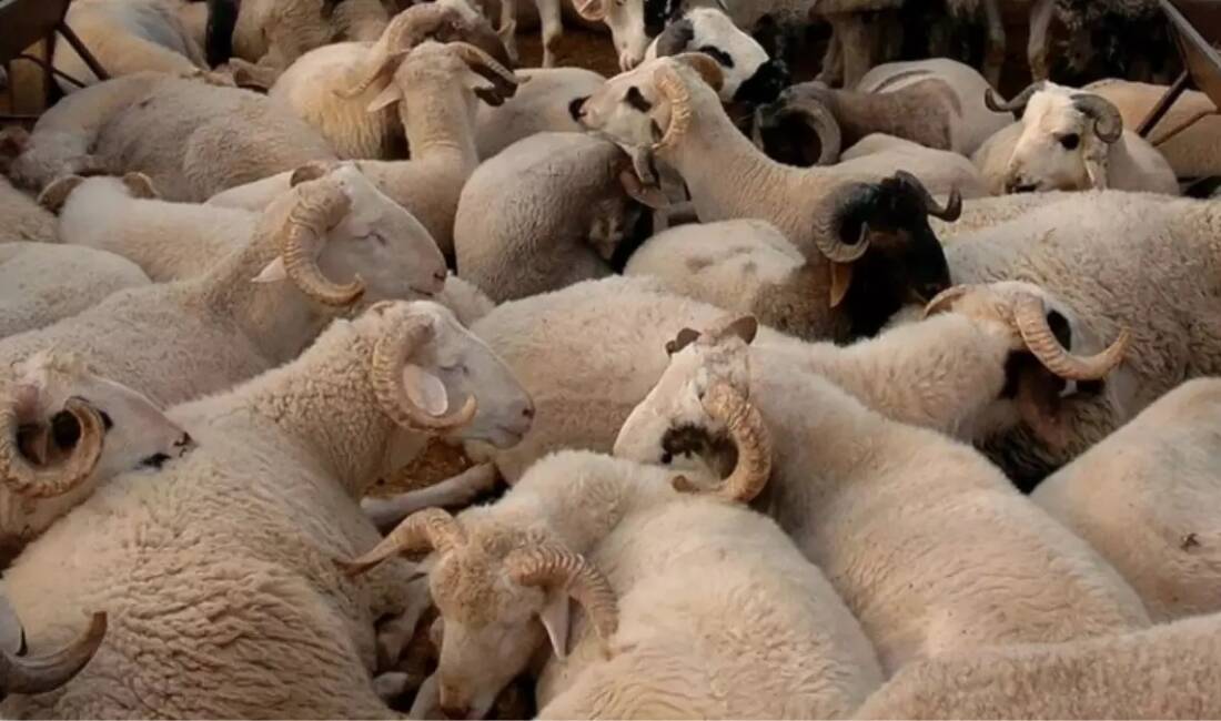 Kurban Bayramı yaklaşırken Hatay Veteriner Hekimleri Odası’ndan önemli uyarılar geldi.