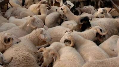 Kurban Bayramı yaklaşırken Hatay Veteriner Hekimleri Odası’ndan önemli uyarılar geldi.