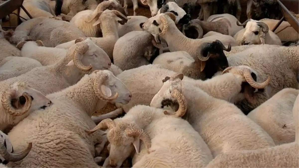 Kurban Bayramı yaklaşırken Hatay Veteriner Hekimleri Odası’ndan önemli uyarılar geldi.
