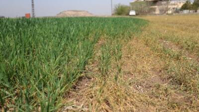 Hatay’ın bereketli Amik Ovası’nda bu yıl buğday değil hüzün biçiliyor.
