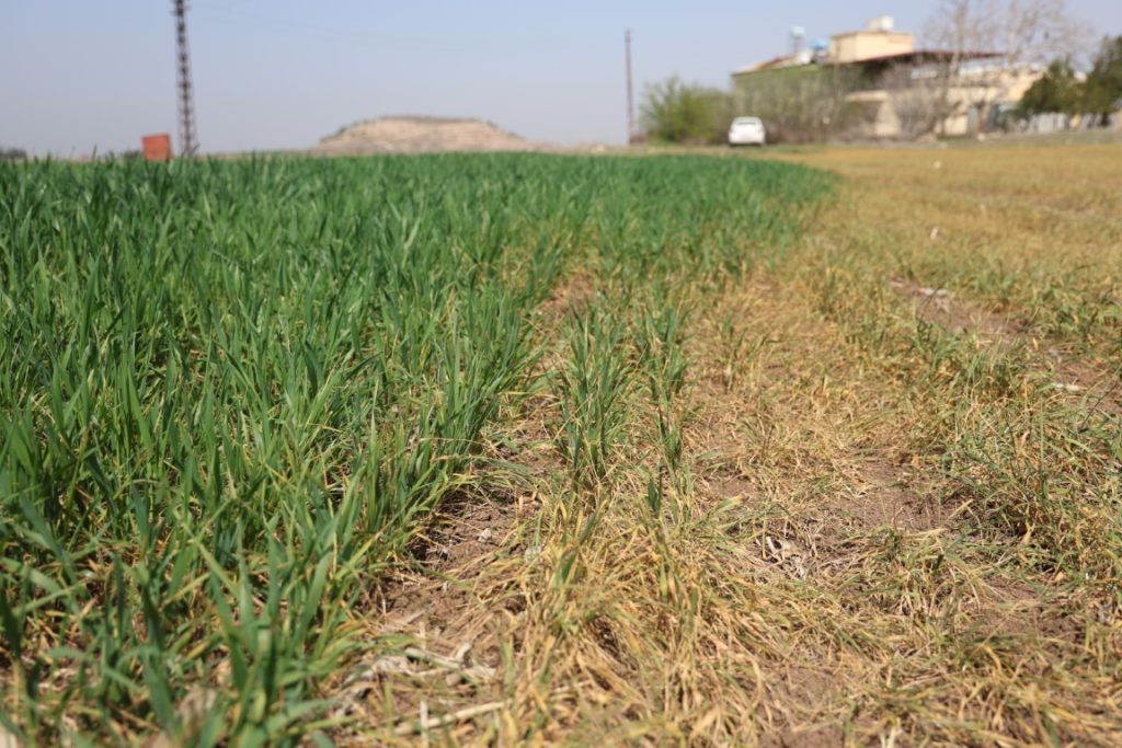 Hatay’ın bereketli Amik Ovası’nda bu yıl buğday değil hüzün biçiliyor.