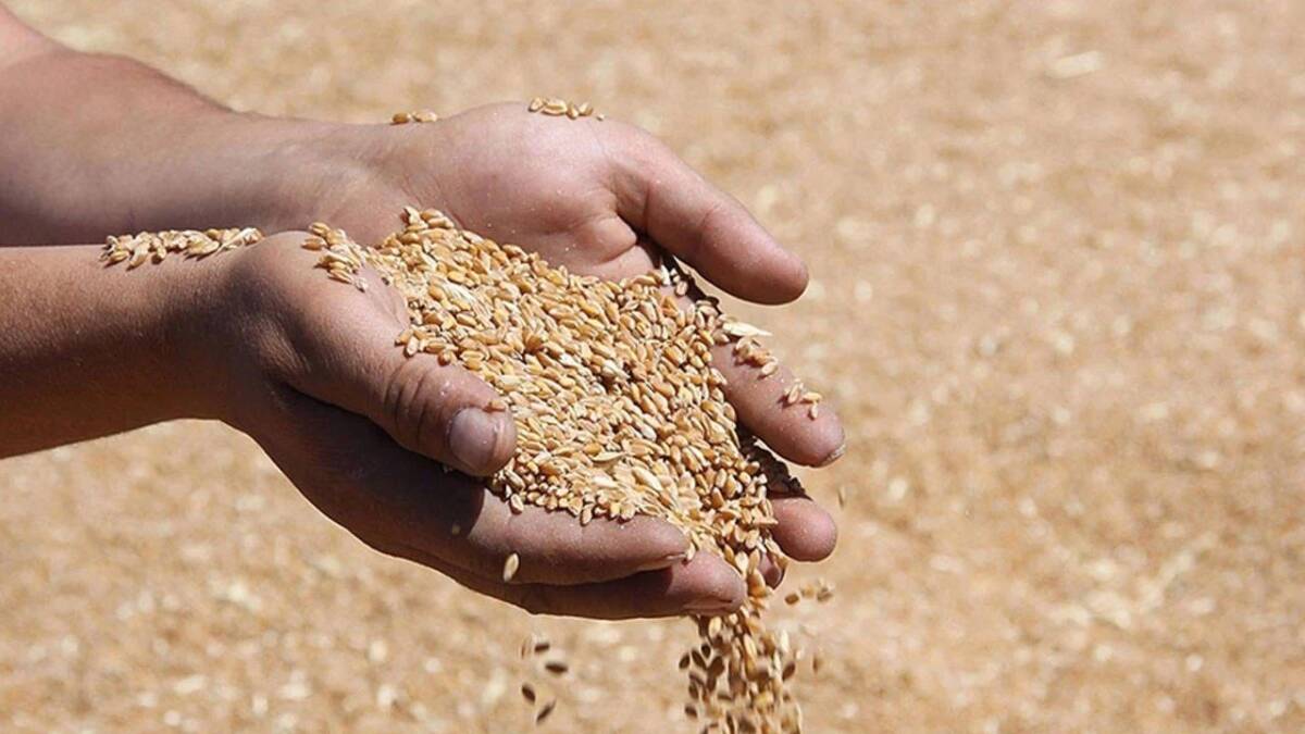 Toprak Mahsulleri Ofisi (TMO), 2025 yılı için geçerli olacak hububat