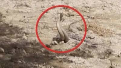 Hatay’ın Altınözü ilçesine bağlı Tepehan Mahallesi’nde sıcak havaların etkisiyle doğada