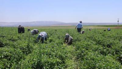 Reyhanlı’da 40 dereceyi aşan sıcaklıkta çalışan tarım işçileri, hem geçim
