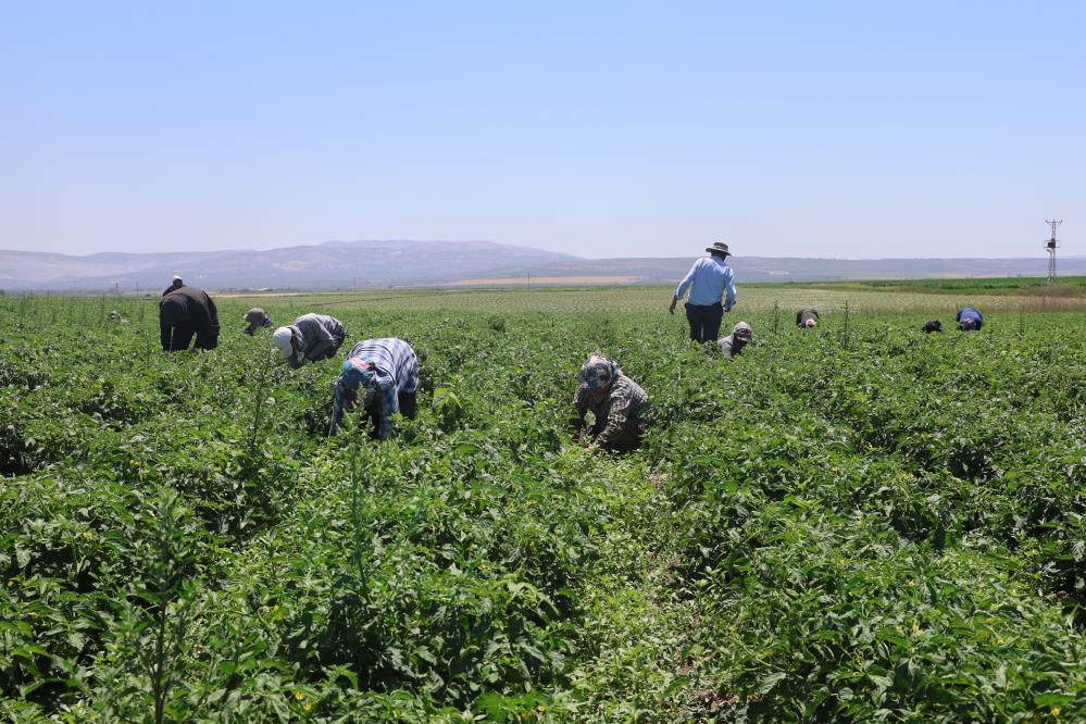 Reyhanlı’da 40 dereceyi aşan sıcaklıkta çalışan tarım işçileri, hem geçim