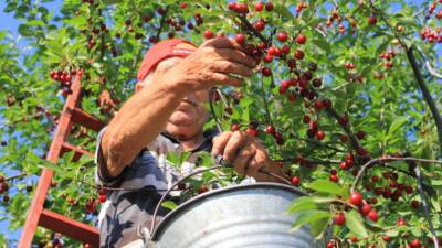 Şanlıurfa ve Diyarbakır’dan her yaz çalışmak üzere yola çıkan mevsimlik