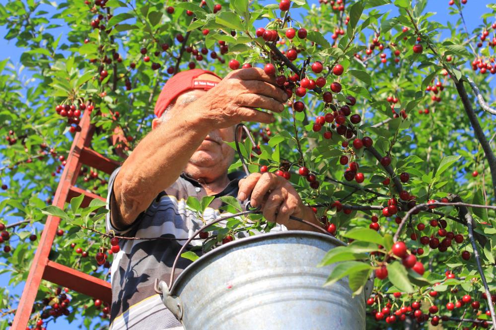 Şanlıurfa ve Diyarbakır’dan her yaz çalışmak üzere yola çıkan mevsimlik