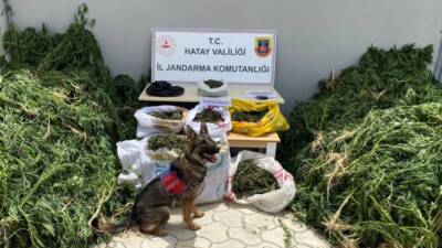 Hatay’da jandarma ekiplerinin Mayıs ayında gerçekleştirdiği operasyonlarda, çok sayıda uyuşturucu