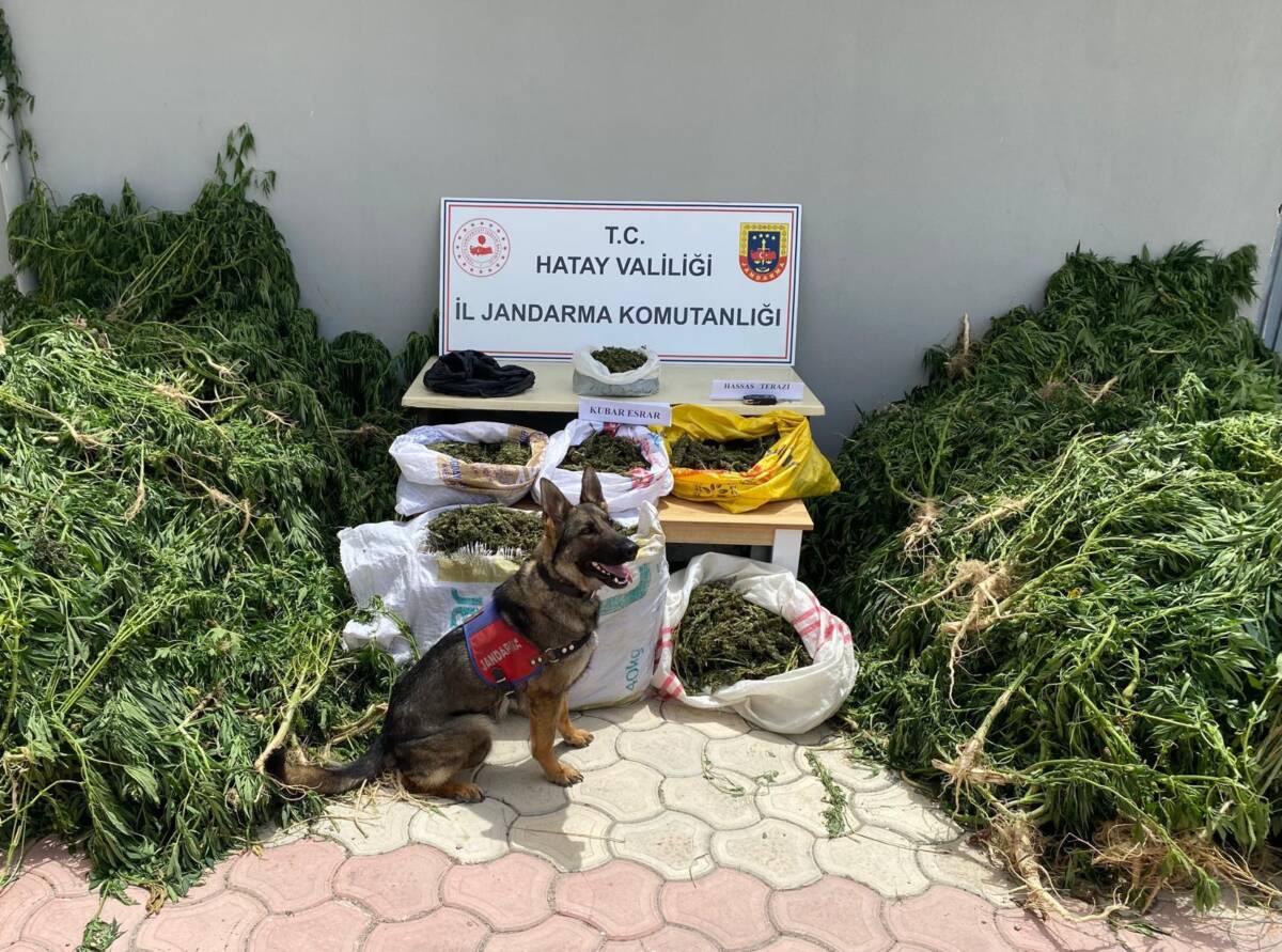 Hatay’da jandarma ekiplerinin Mayıs ayında gerçekleştirdiği operasyonlarda, çok sayıda uyuşturucu