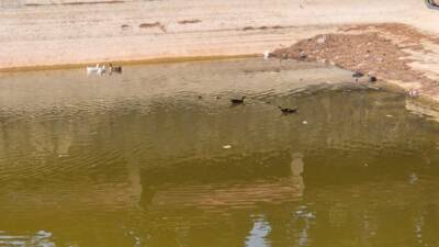 Depremlerin ardından Hatay’ın birçok ilçesinde yeşil alanlar ciddi zarar görürken,