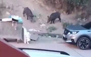 Hatay’ın Defne ilçesine bağlı Harbiye Mahallesi’nde, aç kalan bir domuz