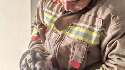 Defne ilçesinde bir binanın havalandırma boşluğuna sıkışan yavru kedi, itfaiye