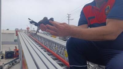 Hatay’ın Payas ilçesindeki Sanayi Sitesi’nde, bir iş yerinin tabelasına ayağı