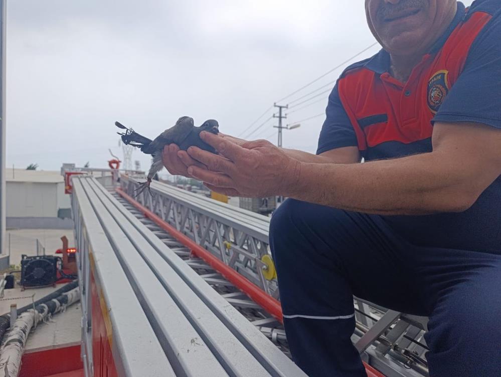 Hatay’ın Payas ilçesindeki Sanayi Sitesi’nde, bir iş yerinin tabelasına ayağı