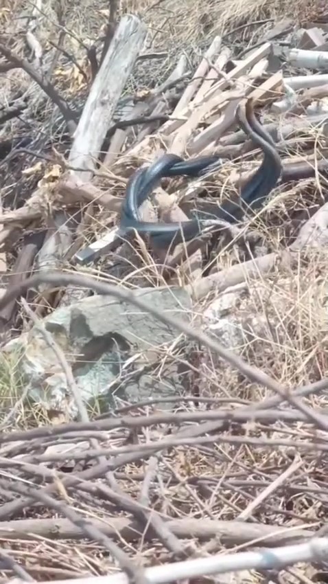 Hatay’ın Arsuz ilçesinde iki yılanın çiftleşme dansı vatandaşın cep telefonu