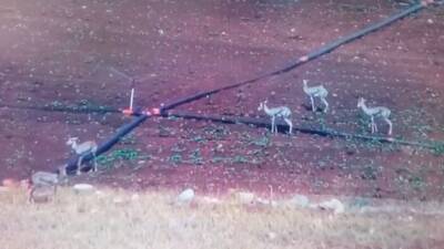 Haziran ayı ile birlikte sıcaklıkların artış gösterdiği Hatay’ın Kırıkhan ilçesinde,