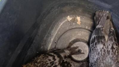 Hatay’ın İskenderun ilçesinde bir evin balkon korkuluklarında sıkışan yavru güvercinler,