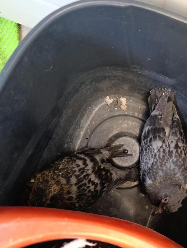 Hatay’ın İskenderun ilçesinde bir evin balkon korkuluklarında sıkışan yavru güvercinler,