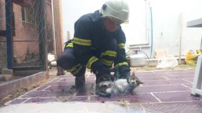Balıkçı ağına dolanan kedi, vatandaşların dikkati ve ekiplerin hızlı müdahalesiyle