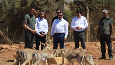 Kırıkhan’daki Hatay Dağ Ceylanı Üretim Merkezi, doğa koruma çabalarının başarıya