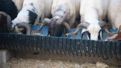 Saraycık Mahallesi’nde 20 yıldır hayvancılıkla uğraşan Yakup Yılmaz’ın 200 küçükbaş