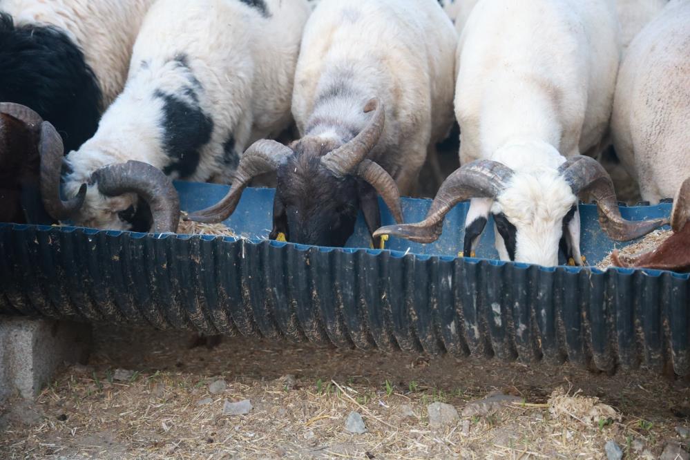 Saraycık Mahallesi’nde 20 yıldır hayvancılıkla uğraşan Yakup Yılmaz’ın 200 küçükbaş