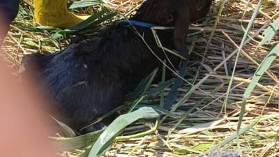 Hatay’ın Reyhanlı ilçesi Adabucak Mahallesi’nde, Kurban Bayramı için beslenen 2