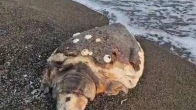 Hatay’ın Samandağ sahilinde ölü halde bulunan Caretta Caretta, bir aydır