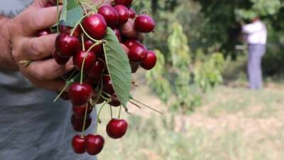 Hatay’ın Belen ilçesinde, kış ve ilkbahar aylarında etkili olan don