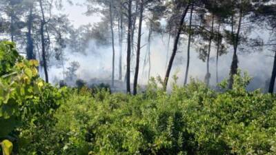 Hatay’ın Dörtyol ilçesinde ormanlık alanda çıkan yangın, ekiplerin hızlı müdahalesiyle
