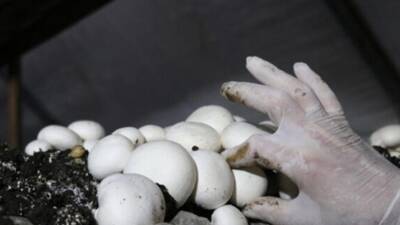 Yayladağı Belediye Başkanı Mehmet Yalçın, Yalıdağ, Çabalı Mahallesi’nde belediyeye ait