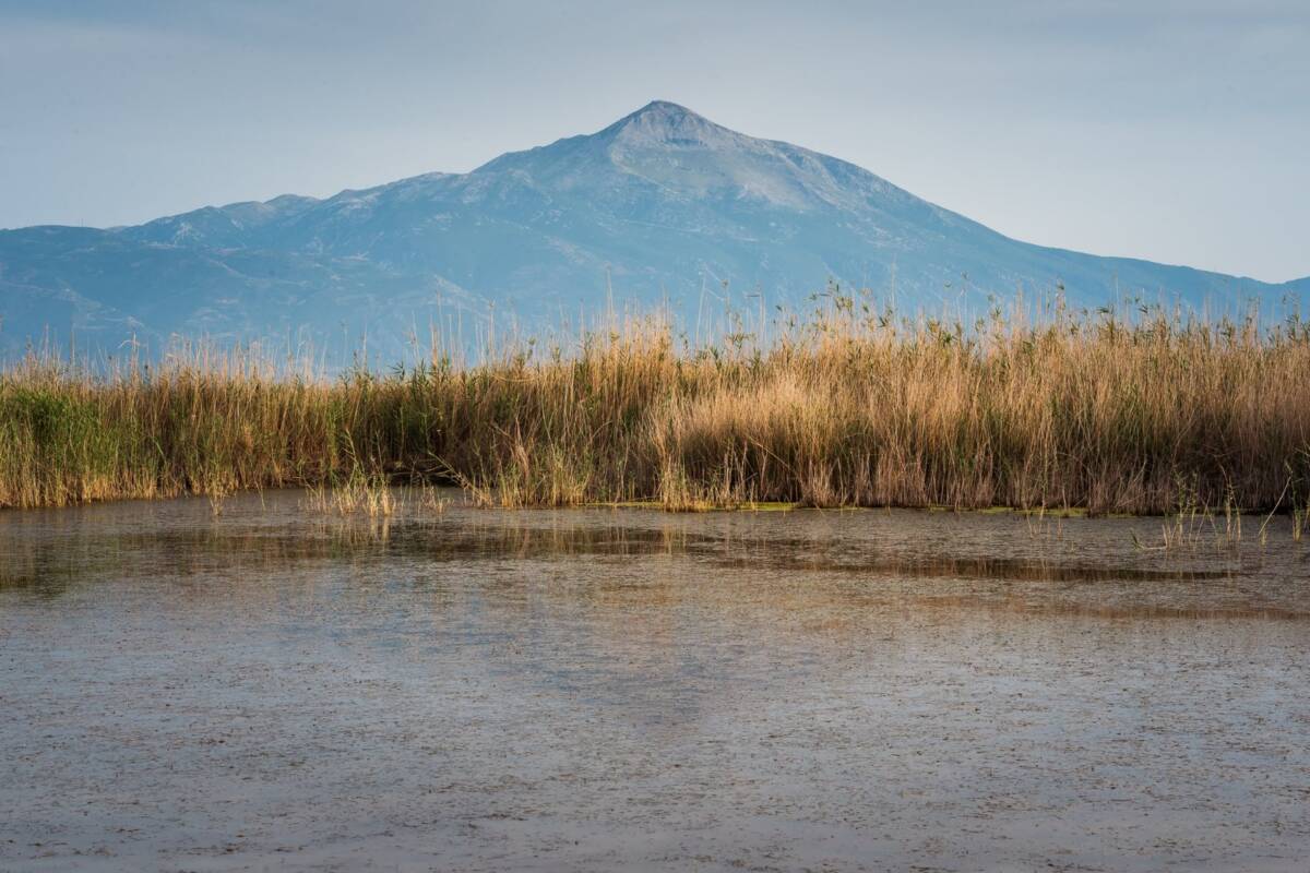 Hatay’ın Samandağ ilçesindeki Milleyha Sulak Alanı, kuraklık tehdidinin ardından yeniden