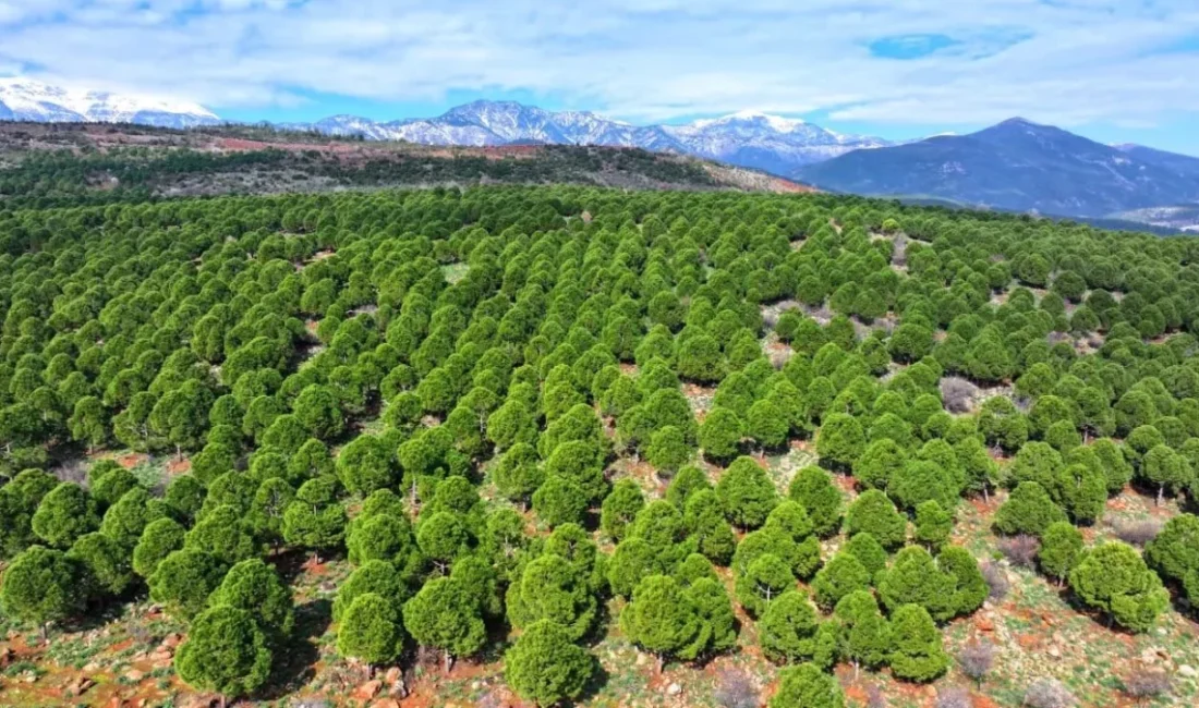 Antakya, Defne, Yayladağı, Payas, Dörtyol ve Arsuz’da geçtiğimiz haftalarda meydana