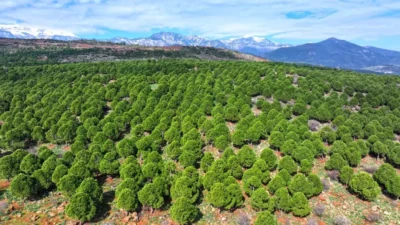 Antakya, Defne, Yayladağı, Payas, Dörtyol ve Arsuz’da geçtiğimiz haftalarda meydana