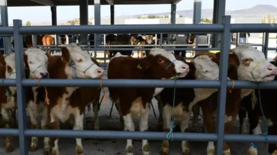 Tarım ve Orman Bakanlığı Gıda ve Kontrol Genel Müdürlüğü, şap