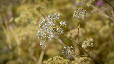 Hatay’ın Arsuz ve Samandağ ilçelerinde üretilen maydanoz balının bilinirliğinin artırılması