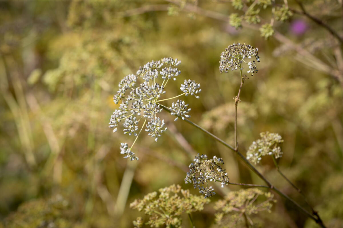 Hatay’ın Arsuz ve Samandağ ilçelerinde üretilen maydanoz balının bilinirliğinin artırılması