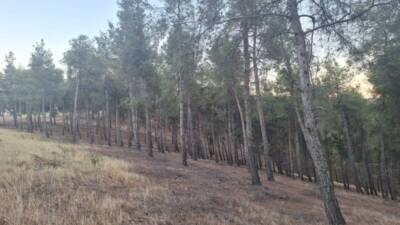 Kırıkhan’da köy evleri inşaatı için ilçe girişindeki mesire alanında ağaçların