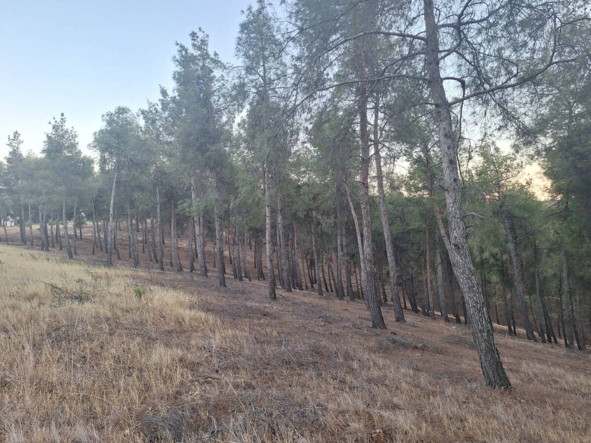 Kırıkhan’da köy evleri inşaatı için ilçe girişindeki mesire alanında ağaçların