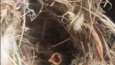   Hatay’ın Antakya ilçesine bağlı Karaali Mahallesi’nde çıkan orman yangınına